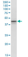POU5F1 / OCT4 Antibody - POU5F1 monoclonal antibody (M01), clone 1D2. Western Blot analysis of POU5F1 expression in MCF-7.