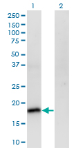POU5F1 / OCT4 Antibody - Western Blot analysis of POU5F1 expression in transfected 293T cell line by POU5F1 monoclonal antibody (M01), clone 1D2.Lane 1: POU5F1 transfected lysate(18.3 KDa).Lane 2: Non-transfected lysate.