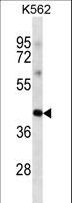 POU5F1 / OCT4 Antibody - POU5F1 Antibody western blot of K562 cell line lysates (35 ug/lane). The POU5F1 antibody detected the POU5F1 protein (arrow).