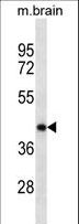 POU5F1 / OCT4 Antibody - POU5F1 Antibody western blot of mouse brain tissue lysates (35 ug/lane). The POU5F1 antibody detected the POU5F1 protein (arrow).