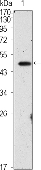 POU5F1 / OCT4 Antibody - Western blot using OCT4 mouse monoclonal antibody against PMA treated HepG2 cell lysate (1).