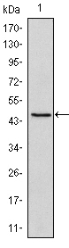 POU5F1 / OCT4 Antibody - Western blot using Oct4 mouse monoclonal antibody against NTERA-2 cell lysate (1).