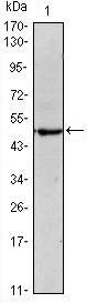 POU5F1 / OCT4 Antibody - Western blot using Oct4 mouse monoclonal antibody against NTERA-2 (1) cell lysate.