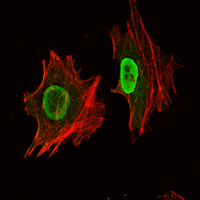 POU5F1 / OCT4 Antibody - Immunofluorescence of NTERA-2 cells using Oct4 mouse monoclonal antibody (green). Red: Actin filaments have been labeled with Alexa Fluor-555 phalloidin.