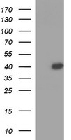 POU5F1 / OCT4 Antibody - HEK293T cells were transfected with the pCMV6-ENTRY control (Left lane) or pCMV6-ENTRY POU5F1 (Right lane) cDNA for 48 hrs and lysed. Equivalent amounts of cell lysates (5 ug per lane) were separated by SDS-PAGE and immunoblotted with anti-POU5F1.