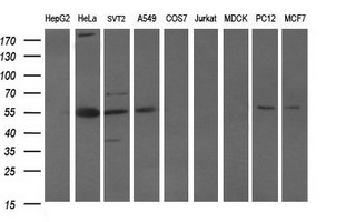 POU5F1 / OCT4 Antibody - Western blot of extracts (35ug) from 9 different cell lines by using anti-POU5F1 monoclonal antibody (HepG2: human; HeLa: human; SVT2: mouse; A549: human; COS7: monkey; Jurkat: human; MDCK: canine; PC12: rat; MCF7: human).