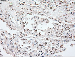 POU5F1 / OCT4 Antibody - Oct4 antibody (9B7) at 1:5000 dilution + lysates from HEK-293T cell transfected with human OCT4 expression vector.