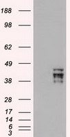 POU5F1 / OCT4 Antibody - HEK293T cells were transfected with the pCMV6-ENTRY control (Left lane) or pCMV6-ENTRY OCT-4 (Right lane) cDNA for 48 hrs and lysed. Equivalent amounts of cell lysates (5 ug per lane) were separated by SDS-PAGE and immunoblotted with anti-OCT-4.