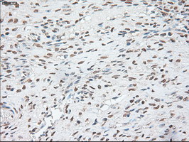 POU5F1 / OCT4 Antibody - Anti-OCT-4 mouse monoclonal antibody  immunofluorescent staining of COS7 cells transiently transfected by pCMV6-ENTRY OCT-4.