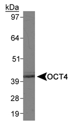 POU5F1 / OCT4 Antibody - OCT4 Antibody - Detection of OCT4 in mouse brain lysate.  This image was taken for the unconjugated form of this product. Other forms have not been tested.