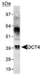 POU5F1 / OCT4 Antibody - Detection of OCT4 in HeLa whole cell extract using OCT4  Antibody - Stem Cell Marker. ECL exposure, 3 minutes.  This image was taken for the unconjugated form of this product. Other forms have not been tested.