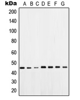 POU5F1 / OCT4 Antibody - Western blot analysis of OCT4 expression in HeLa (A); A549 (B); WI38 (C); NIH3T3 (D); HEK293T (E); mouse brain (F); rat brain (G) whole cell lysates.