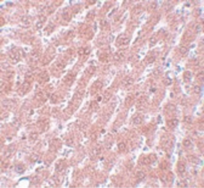 POU5F1 / OCT4 Antibody - Immunohistochemistry of POU5F1 in rat liver tissue with POU5F1 antibody at 5 ug/ml.