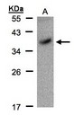 POU5F1 / OCT4 Antibody - Sample(30 g of whole cell lysate). A:293T. 12% SDS PAGE. POU5F1 antibody diluted at 1:100. 