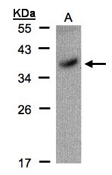 POU5F1 / OCT4 Antibody - Sample(30 g of whole cell lysate). A:293T. 12% SDS PAGE. POU5F1 antibody diluted at 1:100. 