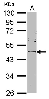 POU5F1 / OCT4 Antibody - Sample (30 ug of whole cell lysate). A: NIH-3T3. 10% SDS PAGE. OCT3/4 antibody. POU5F1 antibody diluted at 1:1000. 