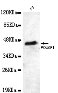 POU5F1 / OCT4 Antibody - Western blot detection of POU5F1 in F9 cell lysates using POU5F1 antibody (1:1000 diluted).