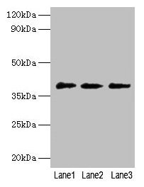 POU5F1 / OCT4 Antibody - Western blot All lanes: POU domain, class 5, transcription factor 1 antibody at 2µg/ml Lane 1: jurkat whole cell lysate Lane 2: Hela whole cell lysate Lane 3: 293T whole cell lysate Secondary Goat polyclonal to rabbit IgG at 1/10000 dilution Predicted band size: 39, 31 kDa Observed band size: 39 kDa