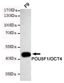 POU5F1 / OCT4 Antibody - Western blot detection of POU5F1/OCT4 in F9 cell lysates using POU5F1/OCT4 mouse monoclonal antibody (1:1000 dilution). Predicted band size: 45KDa. Observed band size: 45KDa.