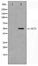 POU5F1 / OCT4 Antibody - Western blot of HeLa cell lysate using OCT3 Antibody