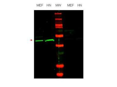 POU5F1 / OCT4 Antibody - Anti-Oct4 Antibody - Western Blot. Western blot of affinity purified anti-Oct4 antibody shows detection of endogenous Oct4 in mouse embryonic fibroblast (MEF) cell lysate (lane 1) and HeLa nuclear extract (HN) (lane 2). The band at ~39 kD (arrow head) corresponds to Oct4. After transfer, the membrane was blocked with 5% BSA. Primary antibody was used at a 1:1000 dilution in PBS containing 5% BSA. The specificity of the antibody was confirmed by peptide competition which blocks reaction of the antibody with Oct4 (lanes 3 and 4, respectively).