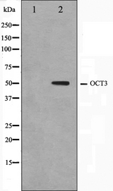POU5F1 / OCT4 Antibody - Western blot analysis on HeLa cell lysates using OCT3 antibody. The lane on the left is treated with the antigen-specific peptide.