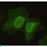POU5F1 / OCT4 Antibody - Immunofluorescence (IF) analysis of COS7 cells using Oct-3/4 Monoclonal Antibody.