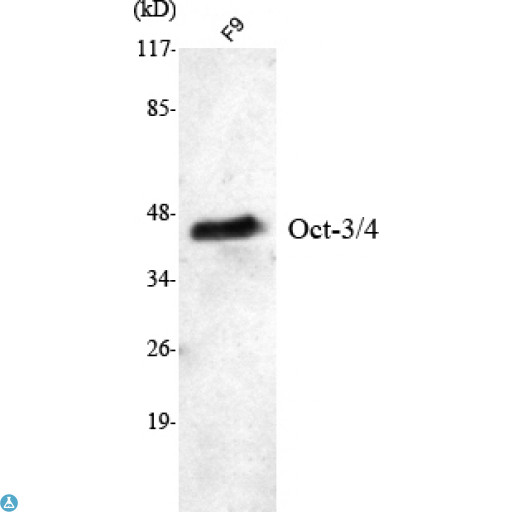 POU5F1 / OCT4 Antibody - Flow cytometric (FCM) analysis of F9 cells stained with Oct-3/4 Monoclonal Antibody (red), followed by FITC-conjugated goat anti- Mouse IgG. Blue line histogram represents the isotype control, normal Mouse IgG.