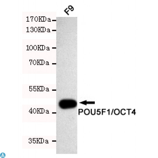 POU5F1 / OCT4 Antibody - Western blot detection of POU5F1/OCT4 in F9 cell lysates using POU5F1/OCT4 mouse mAb (1:1000 diluted). Predicted band size: 45KDa. Observed band size: 45KDa.