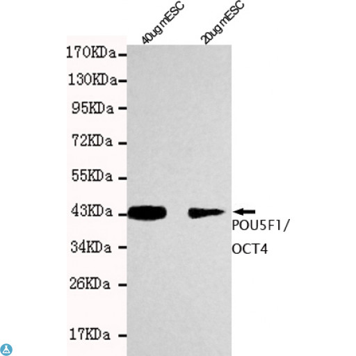 POU5F1 / OCT4 Antibody - Western blot detection of POU5F1/OCT4 in 20ug and 40ug mESC cell lysates using POU5F1/OCT4 mouse mAb (1:1000 diluted). Predicted band size: 45KDa. Observed band size: 45KDa.