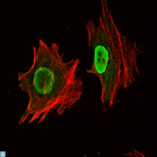 POU5F1 / OCT4 Antibody - Immunofluorescence (IF) analysis of NTERA-2 cells using Oct-3/4 Monoclonal Antibody (green). Red: Actin filaments have been labeled with Alexa Fluor-555 phalloidin.