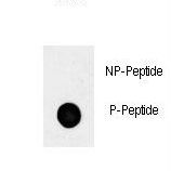 POU5F1 / OCT4 Antibody - Dot blot of anti-phospho-OCT4-S236 Phospho-specific antibody on nitrocellulose membrane. 50ng of Phospho-peptide or Non Phospho-peptide per dot were adsorbed. Antibody working concentrations are 0.5ug per ml.