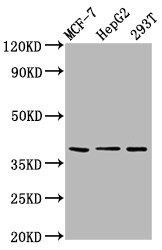 POU5F1B Antibody - Western Blot Positive WB detected in: MCF-7 whole cell lysate, HepG2 whole cell lysate, 293T whole cell lysate All Lanes: POU5F1B antibody at 6.5µg/ml Secondary Goat polyclonal to rabbit IgG at 1/50000 dilution Predicted band size: 39 KDa Observed band size: 39 KDa