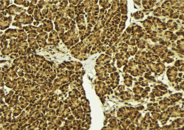 POU5F2 Antibody - 1:100 staining mouse pancreas tissue by IHC-P. The sample was formaldehyde fixed and a heat mediated antigen retrieval step in citrate buffer was performed. The sample was then blocked and incubated with the antibody for 1.5 hours at 22°C. An HRP conjugated goat anti-rabbit antibody was used as the secondary.