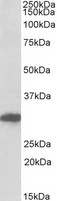 POU6F1 / BRN5 Antibody - POU6F1 antibody (0.3 ug/ml) staining of Human Cerebral Cortex lysate (35 ug protein in RIPA buffer). Primary incubation was 1 hour. Detected by chemiluminescence.