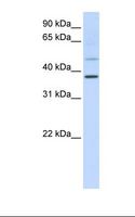 POU6F1 / BRN5 Antibody - Hela cell lysate. Antibody concentration: 1.0 ug/ml. Gel concentration: 12%.  This image was taken for the unconjugated form of this product. Other forms have not been tested.