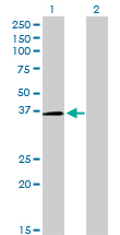 POU6F1 / BRN5 Antibody - Western Blot analysis of POU6F1 expression in transfected 293T cell line by POU6F1 monoclonal antibody (M01), clone 6H1.Lane 1: POU6F1 transfected lysate(32.6 KDa).Lane 2: Non-transfected lysate.