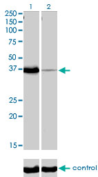 POU6F1 / BRN5 Antibody - Western blot analysis of POU6F1 over-expressed 293 cell line, cotransfected with POU6F1 Validated Chimera RNAi (Lane 2) or non-transfected control (Lane 1). Blot probed with POU6F1 monoclonal antibody (M01), clone 6H1 . GAPDH ( 36.1 kDa ) used as specificity and loading control.