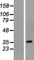 POU6F1 / BRN5 Protein - Western validation with an anti-DDK antibody * L: Control HEK293 lysate R: Over-expression lysate