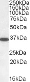 PP2A Alpha + Beta Antibody - Goat Anti-PPP2CA / PPP2CB Antibody (0.05?/ml) staining of Human Cerebellum lysate (35? protein in RIPA buffer). Primary incubation was 1 hour. Detected by chemiluminescence.