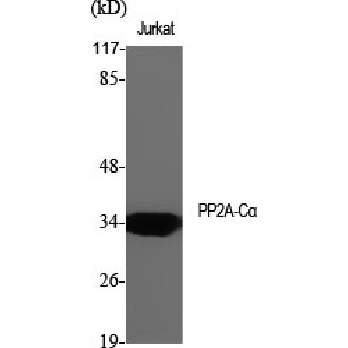 PP2Ac / PPP2CA Antibody - Western blot of PP2A-Calpha antibody