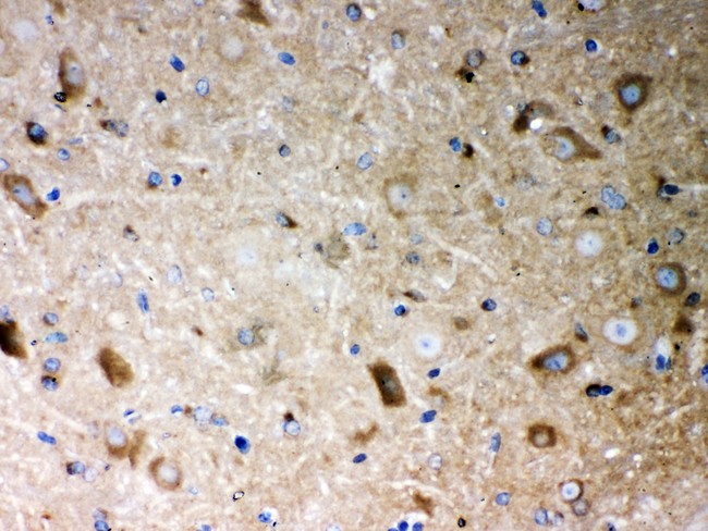 PP2Ac / PPP2CA Antibody - PP2A-alpha antibody IHC-paraffin: Mouse Brain Tissue.