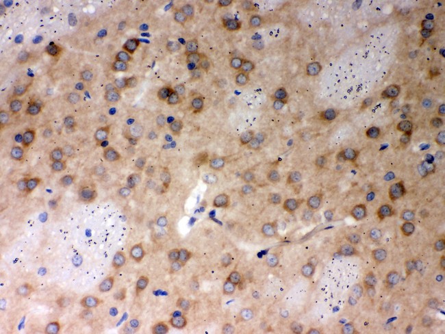 PP2Ac / PPP2CA Antibody - PP2A-alpha antibody IHC-paraffin: Rat Brain Tissue.