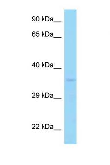 PP2Ac / PPP2CA Antibody - PPP2CA / PP2Ac antibody Western blot of 435S Cell lysate. Antibody concentration 1 ug/ml.  This image was taken for the unconjugated form of this product. Other forms have not been tested.