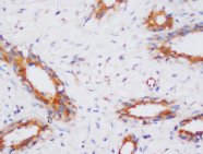 PP2Ac / PPP2CA Antibody -  This image was taken for the unconjugated form of this product. Other forms have not been tested.