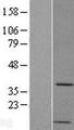 PP2Ac / PPP2CA Protein - Western validation with an anti-DDK antibody * L: Control HEK293 lysate R: Over-expression lysate