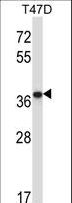 PP2CB / PPP2CB Antibody - PPP2CB Antibody western blot of T47D cell line lysates (35 ug/lane). The PPP2CB antibody detected the PPP2CB protein (arrow).