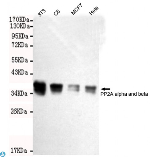 PP2CB / PPP2CB Antibody - Western blot detection of PP2A alpha and beta in Hela, MCF7, C6 and 3T3 cell lysates using PP2A alpha and beta mouse mAb (1:2000 diluted). Predicted band size: 36KDa. Observed band size: 36KDa.
