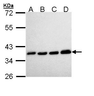PPA1 Antibody - Sample (30 ug of whole cell lysate). A: H1299, B: Hela, C: Hep G2 , D: Molt-4 . 12% SDS PAGE. PPA1 antibody diluted at 1:10000