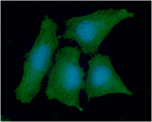 PPA1 Antibody - ICC/IF analysis of PPA1 in HeLa cells line, stained with DAPI (Blue) for nucleus staining and monoclonal anti-human PPA1 antibody (1:100) with goat anti-mouse IgG-Alexa fluor 488 conjugate (Green).